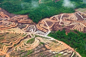 palmolie-industrie