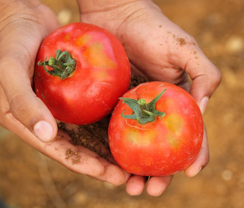 hand vol tomaten
