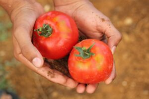 hand vol tomaten