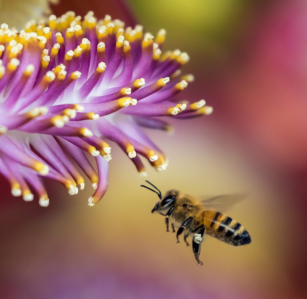 Bloemen zaaien voor de bijen