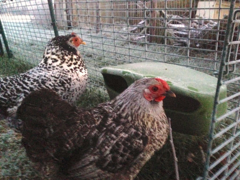 Kippen de winter elkedaggroener