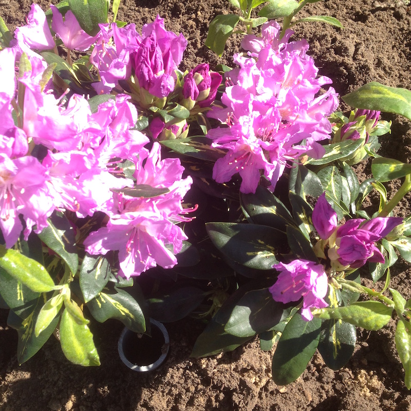 Rododendrons die net in de grond zijn geplaatst.