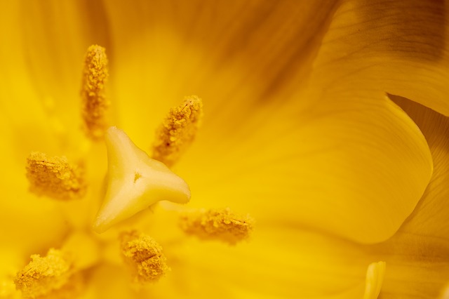 binnenste van een gele bloem