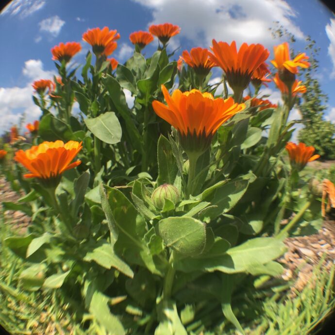 goudsbloem in de moestuin van onderen