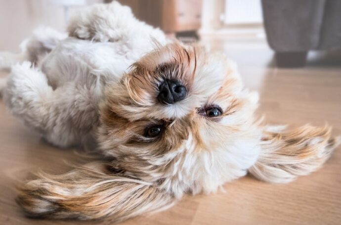 hond op rug op warme vloer