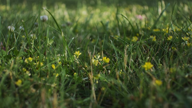 Duurzame alternatieven voor gras