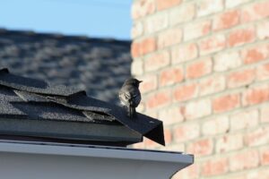 vogel op een dak
